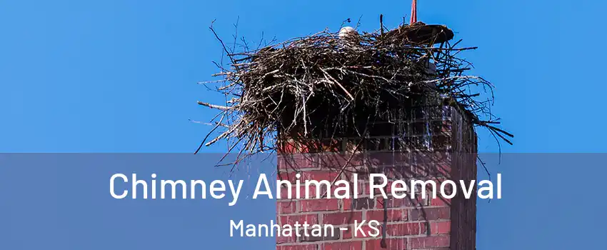 Chimney Animal Removal Manhattan - KS