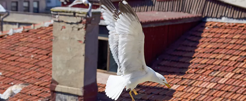 Residential Chimney Animal Removal Solution in Manhattan, KS
